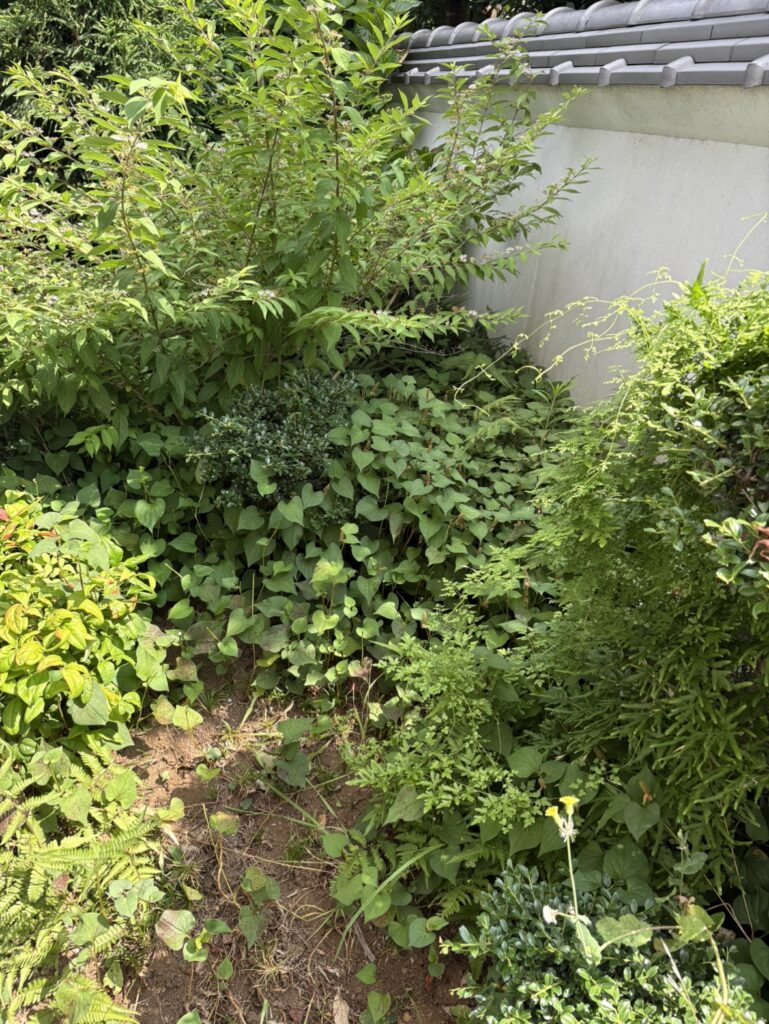 メンテナンス前の伸びてしまった植木と雑草。