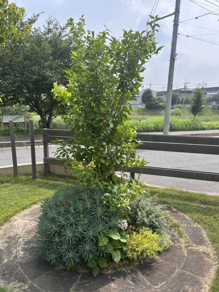 成長しすぎて窮屈になった庭の植栽。