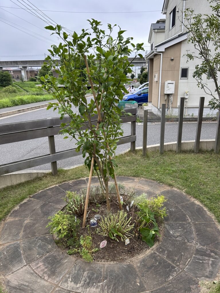 すっきりとカットされたメンテナンス後。