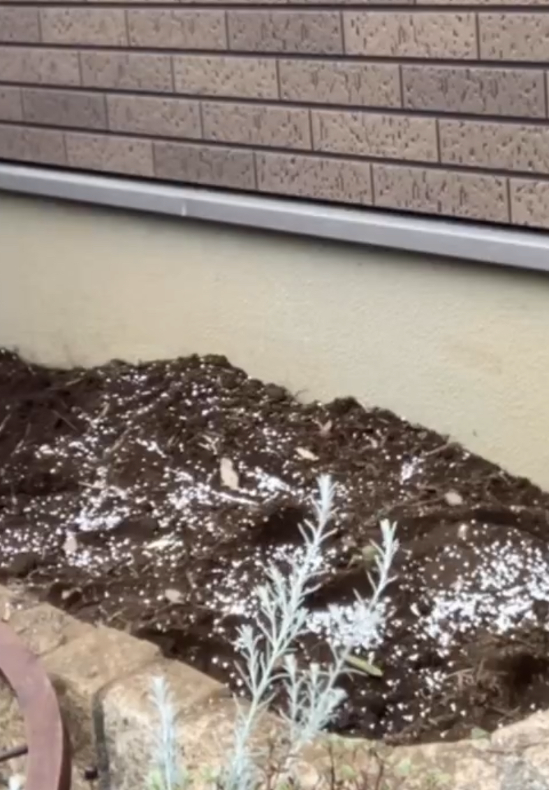 オリーブを抜根した後の土地を整える作業