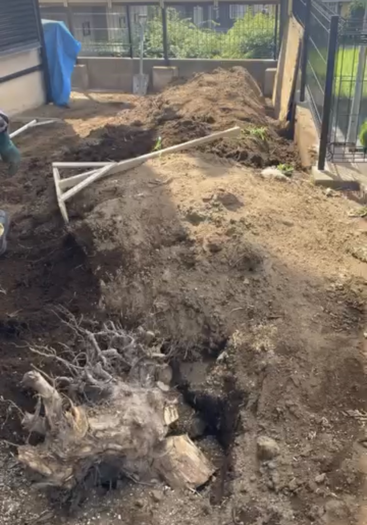 抜根された大きな木