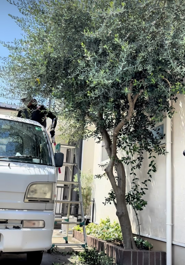 家の近くにあって、大きくなりすぎてしまったオリーブの木