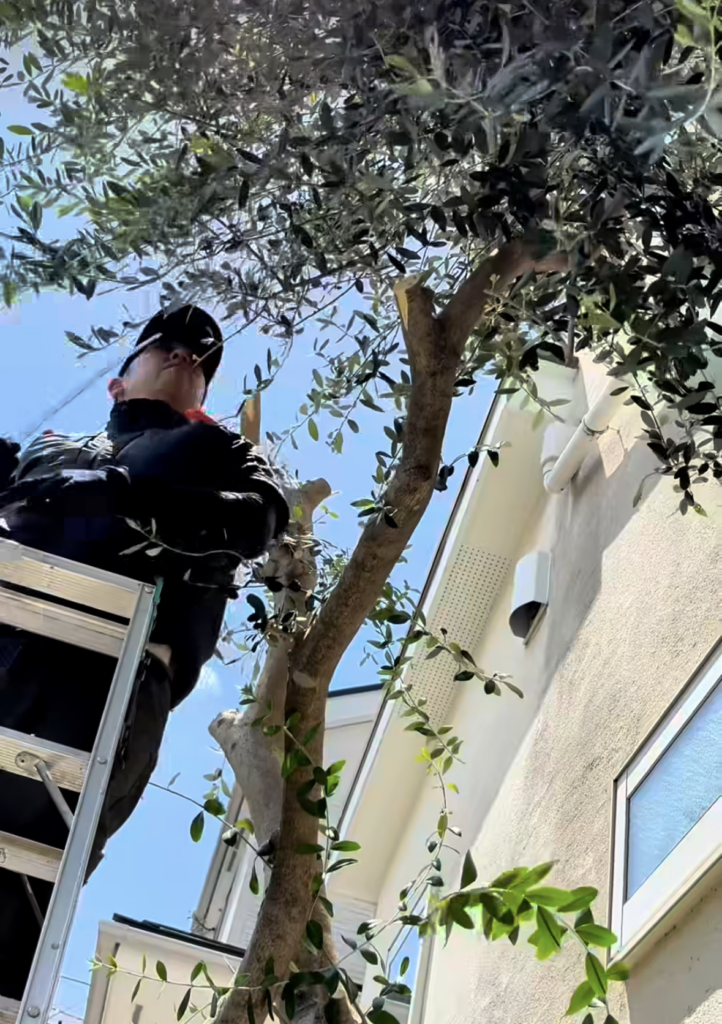 丁寧に伐採する写真