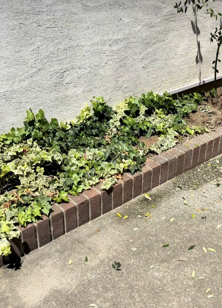 大きくなりすぎたオリーブの木の伐採後